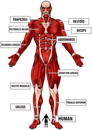 The colossal Titan