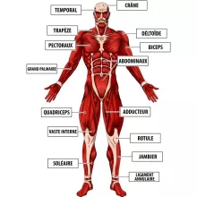 Débardeur Le Titan Colossal « Titanatomie colossale... » – Parodie L'attaque des Titans