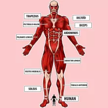 Colossal Titan Baby Bodysuit (Baby Girls) – Attack on Titan parody