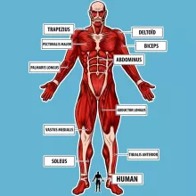 Colossal Titan Baby Bodysuit – Attack on Titan parody